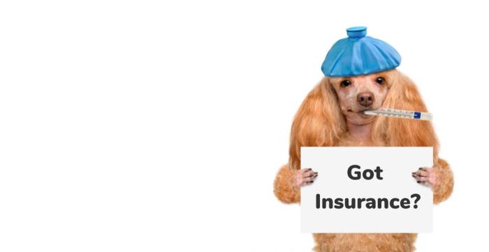 Pet insurance for english bulldog