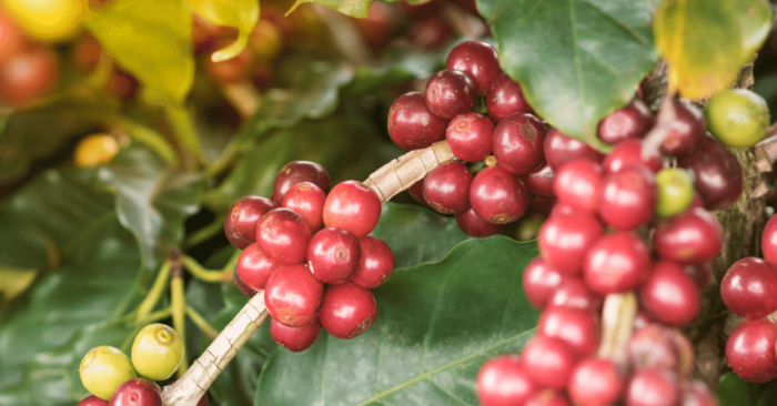 How to Grow Coffee Beans A Comprehensive Guide