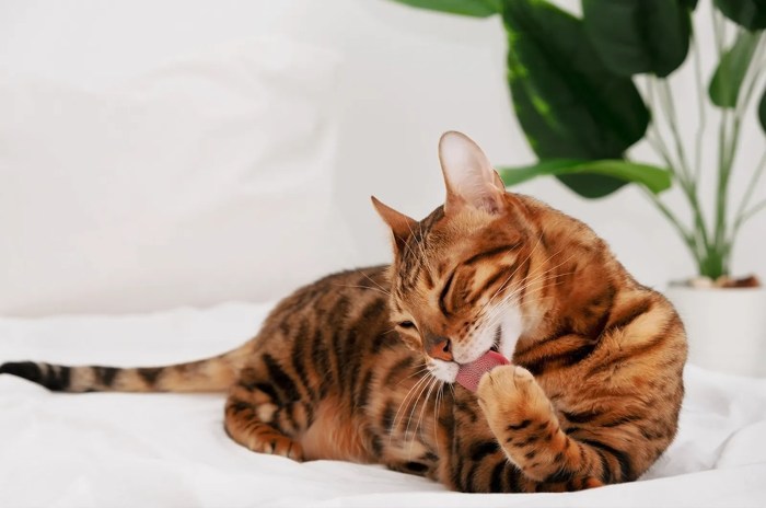 Best Wet Food for Bengal Cats A Comprehensive Guide