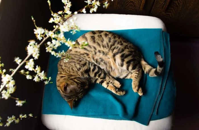Cat food bengals nutrition diet ideal Best wet food for bengal cats